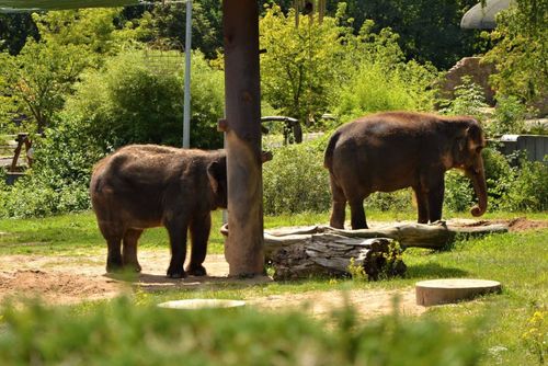 Zoo Ústí v obří proměně: Konžský prales a geotermie
