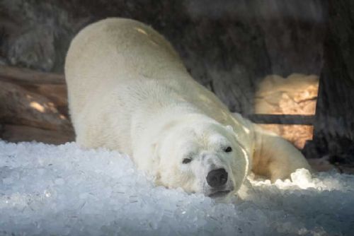 Zoo v ČR bojují s vedrem: Milionové investice a tuny ledu