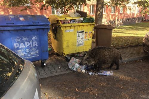 Divočáci obsazují okraje sídlišť u Plzně. Do města je táhne jídlo i husté porosty