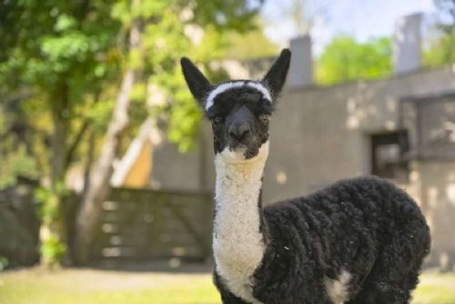 Jihlavská zoo představila mládě alpaky, po zimě se otevřela voliéra Delta Paraná