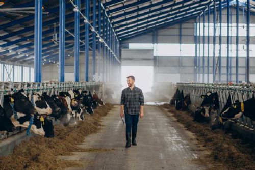 Jihomoravští chovatelé zvýšili produkci mléka, bojí se nízké porodnosti telat