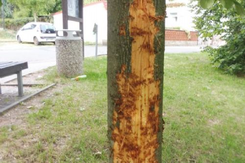 Kdo zničil mladou lípu v Rokycanech? Město nabízí odměnu, prověřuje i stopu se psem