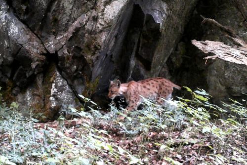 Mladý samec rysa se toulá mezi Šumavou a Brdy. V kraji hledá samičku