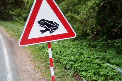 Na Šumavě dobrovolníci zachránili přes 10 tisíc obojživelníků