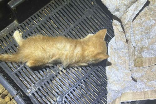 Případ týraných koťat v Mariánský lázních, policie odložila, nikdo nebude potrestán