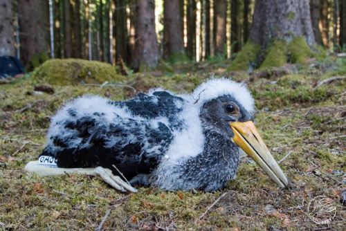Silně ohrožení čápi černí dostali kroužky. Na Plzeňsku se povedlo jen jedno hnízdění