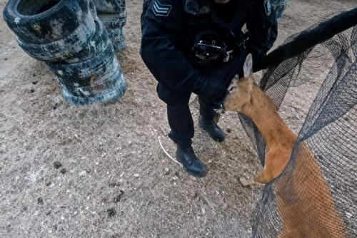 Srnec se v Kvíčovicích zamotal do sítě na hřišti. Hasiči ho opatrně vysvobodili