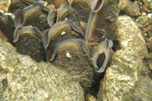 Šumavské vody se zlepšují, perlorodka ale zůstává ohrožená