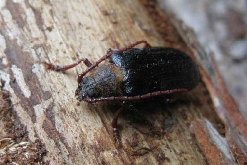 Trnoštítce horský se daří na Šumavě, výzkum ukazuje šíření po celém národním parku