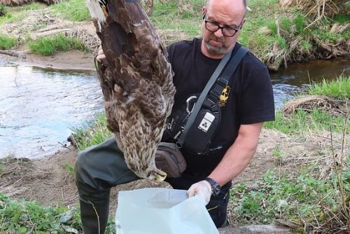Uhynulého orla mořského na Tachovsku zabil elektrický proud. Vzácný dravec dlouho trpěl