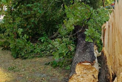 V Plzni spadl u hřiště zdánlivě zdravý strom napadený hnilobou. Radnice nasadí tomograf