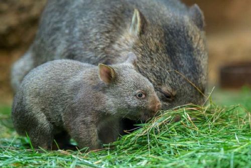 V Zoo Praha začíná z vaku vycházet druhé české mládě vombata