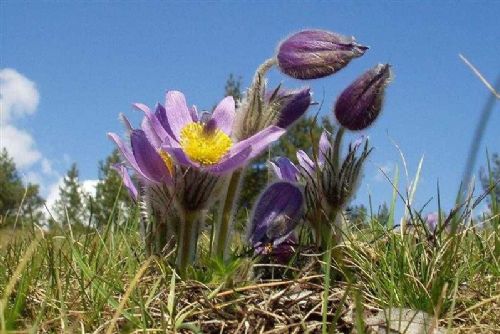Vysočina dočasně uzavírá tři lokality, aby ochránila koniklece