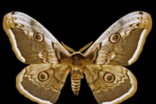 Výzkum řadí Milovice mezi evropsky nejbohatší lokality nočních motýlů. Data ověří entomologové
