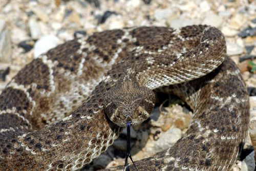 Vzácný chřestýš rohatý mohavský poprvé narozen v české zoo
