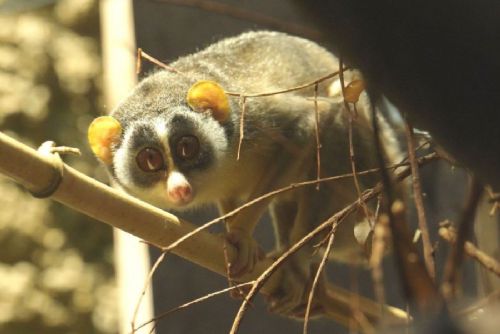 Zoo Ostrava rozšířila chov o vzácného loriho šedého, návštěvníci ho uvidí v pavilonu Wanderu