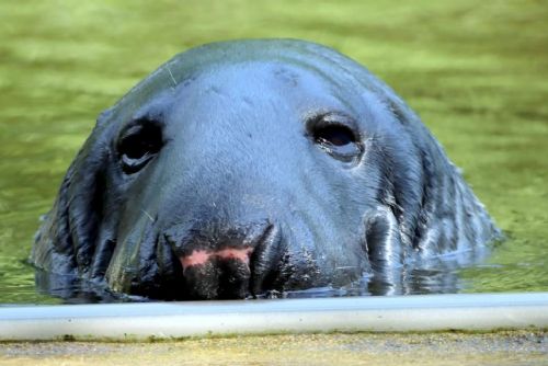Zoopark oplakává tuleň Kaška: milovaná ikona nás opustila