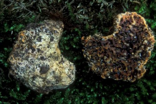 Na Pálavě objevena vzácná houba. První nález v Evropě