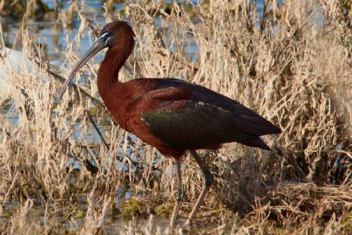 Ibis hnědý se vrátil do Česka, dva ptáci byli zastřeleni u Velké Choryně
