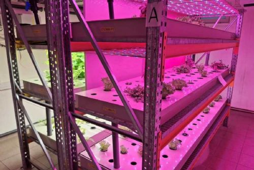 Jeseteři a zelenina bez půdy: školní aquaponická učebna v Čakovicích