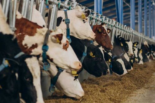 Jihočeští farmáři vedou v chovu skotu a ovcí