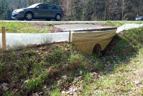 Každou noc boj o život. U Přimdy zachraňují stovky žab před koly aut