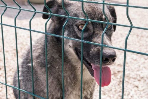 Kladno zvažuje vlastní útulek pro psy i kočky