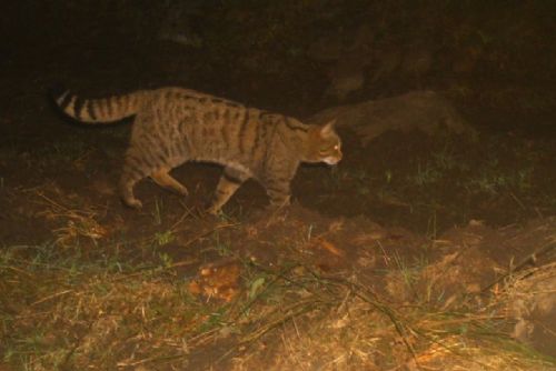 Kočky divoké v Českém lese dostaly GPS obojky. Vědci sledují návrat vzácné šelmy
