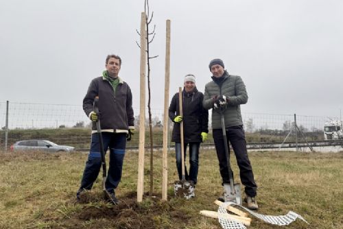 Plzeňský kraj a ZČU vysadili 35 lip u D5, vytvoří se zelená clona pro ptáky a hmyz