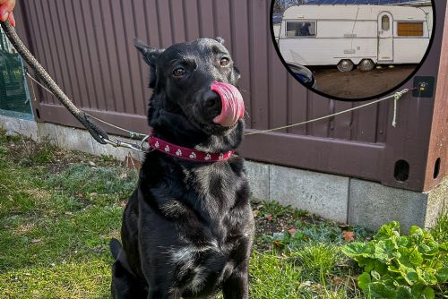 Příběh fenky z karavanu na Rokycansku nekončí smutně. V útulku čeká na nový začátek