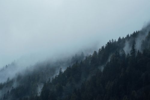 Revitalizace lesů na severu Brna - nové rekreační zóny do března