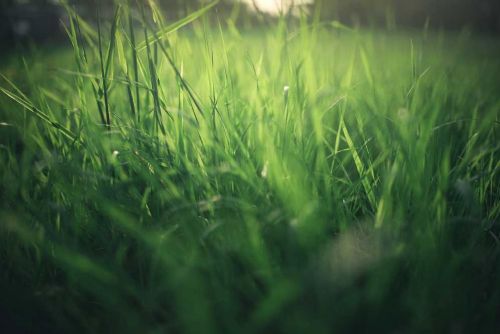 Suché jaro na Vysočině ohrožuje farmáře a zemědělství