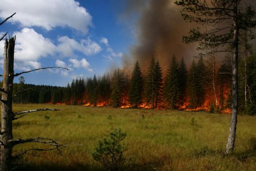Šumava je po týdnech bez deště extrémně suchá. Národní park varuje před rozděláváním ohně