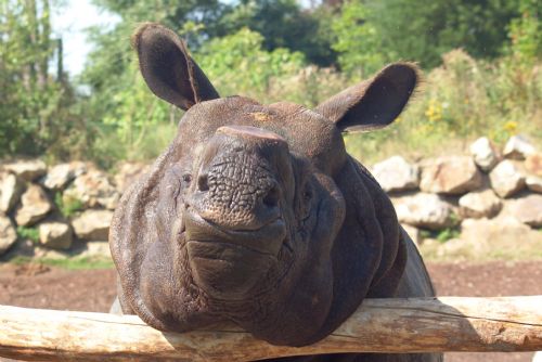 Tragédie v plzeňské zoo - nosorožec Baabuu uhynul
