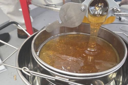 Včely ve vozovně Vokovice letos vyprodukovaly 110 kilogramů medu. DPP pokračuje v podpoře biodiverzity