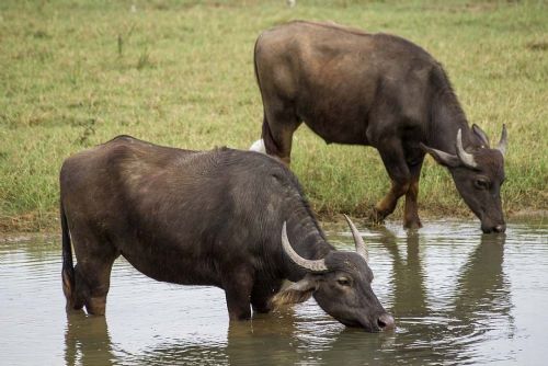 Vodní buvoli pomáhají obnovit biotopy u Pouzdřan