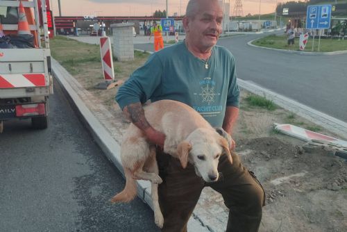 Vyhublá fenka pobíhala dva dny u dálnice D5. U Rozvadova ji zachránili policisté a záchranáři