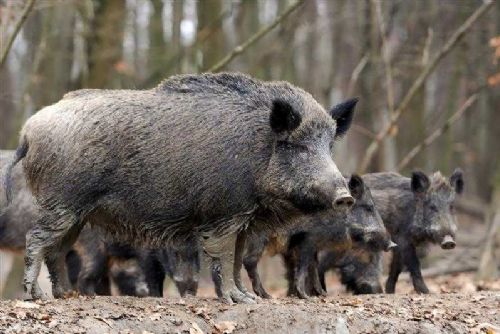 Vysočina bojuje s morem: Výkup čelistí černé zvěře jako nová strategie