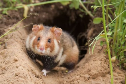 Z českých polí mizí křeček polní. Zoologové teď prosí veřejnost o pomoc