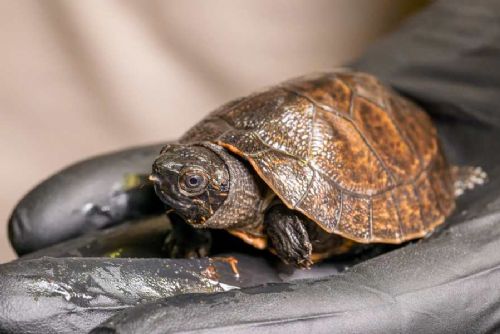 Zázrak v Zoo Praha: první přirozený odchov ohrožených orlicií bornejských