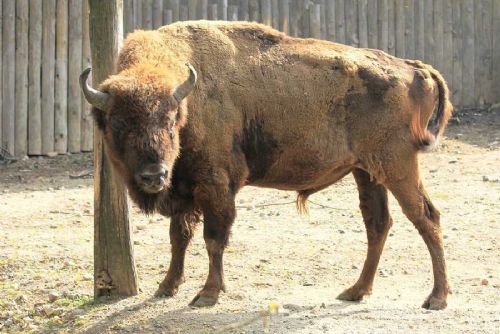 Zoo Praha otevřela nový domov pro zubry: ožívá lesostep v Dolních Počernicích