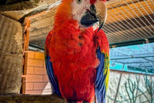 ZOO Tábor získala nového aru arakangu, posílí chov ohrožených papoušků