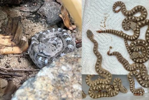 Vzácný chřestýš rohatý mohavský poprvé narozen v české zoo