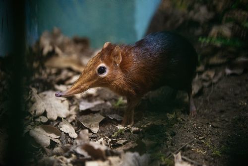Bércoun Petersův: chovatelská výzva v plzeňské zoo