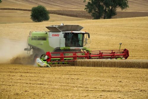 Deště ohrožují sklizeň: Řepka a pšenice v ohrožení na Vsetínsku