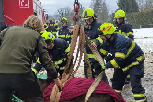 Hasiči ze Sušice postavili zhrouceného koně na nohy, zvíře se zotavilo