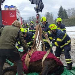 Hasiči ze Sušice postavili zhrouceného koně na nohy, zvíře se zotavilo