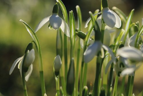 Jaro v únoru? V kraji padaly teplotní rekordy, Klatovy hlásí 19,2 °C