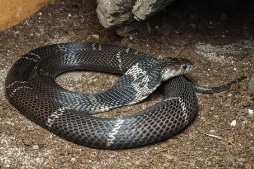 Kobry v Dvorci: Největší evropská sbírka láká odborníky i návštěvníky