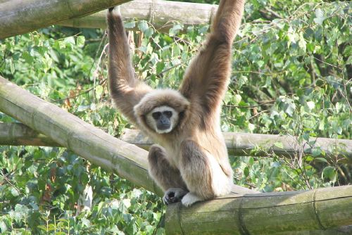 Narození gibona v plzeňské ZOO - naděje i výzvy
